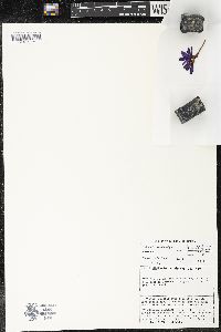 Media resource of Thereianthus bracteolatus