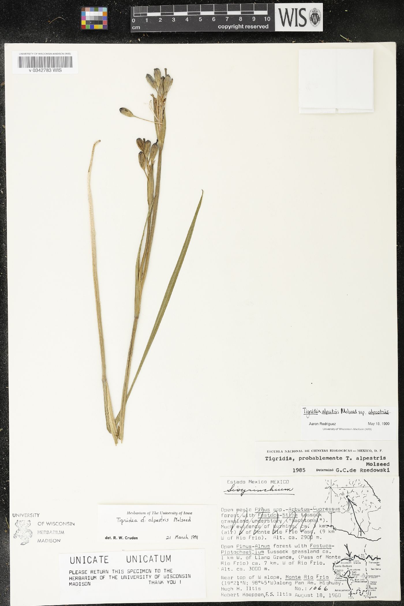 Tigridia alpestris subsp. alpestris image