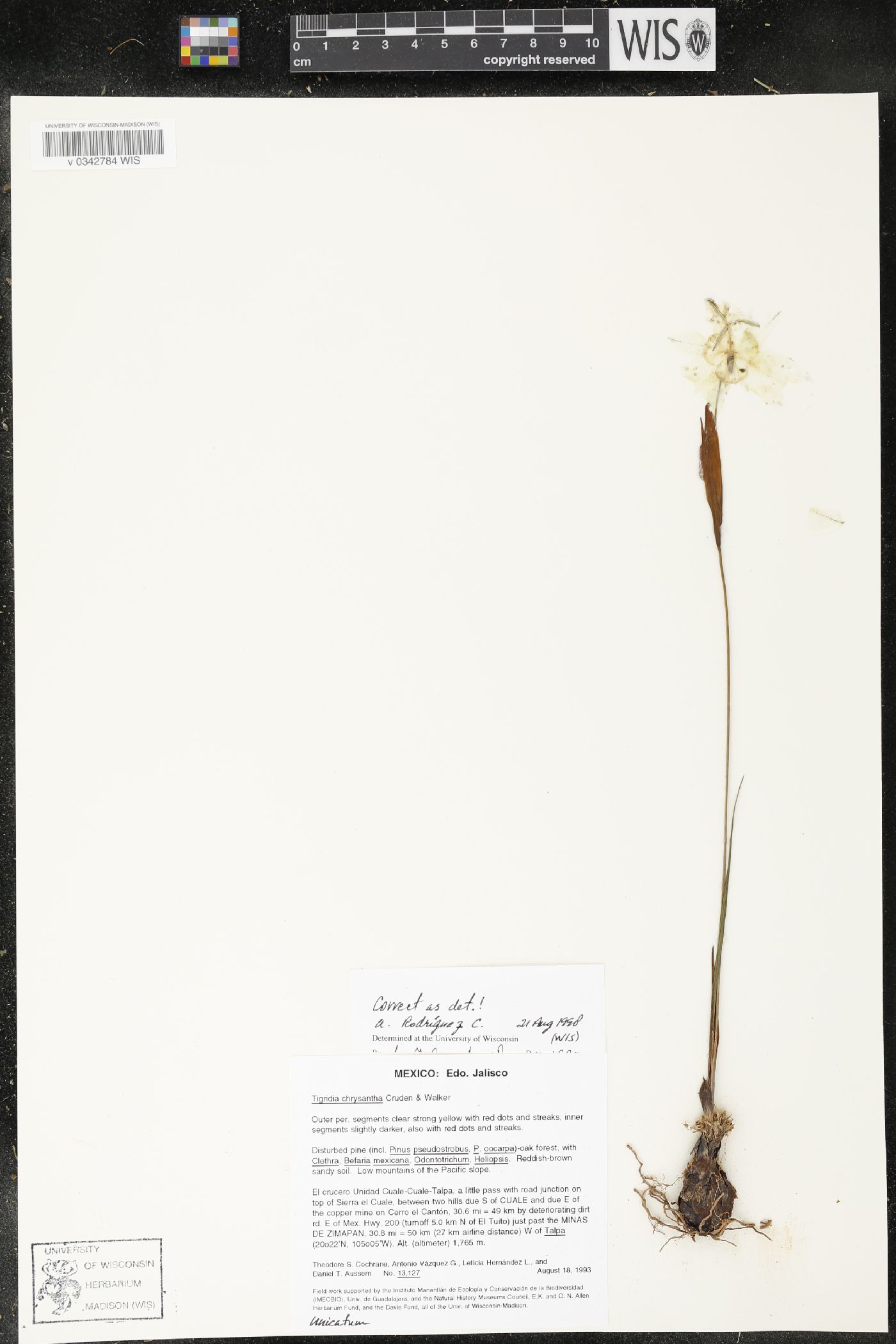 Tigridia chrysantha image