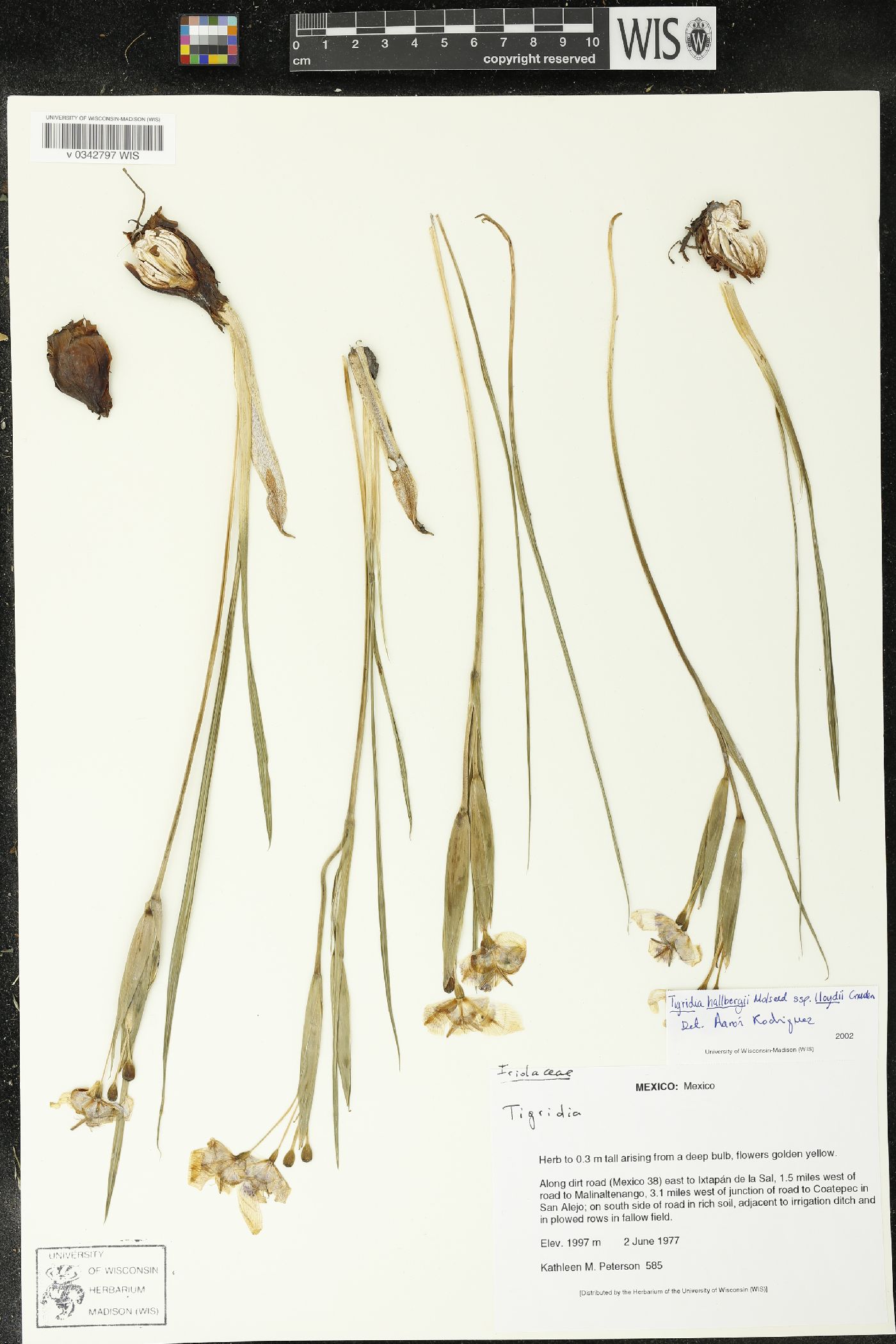 Tigridia hallbergii image