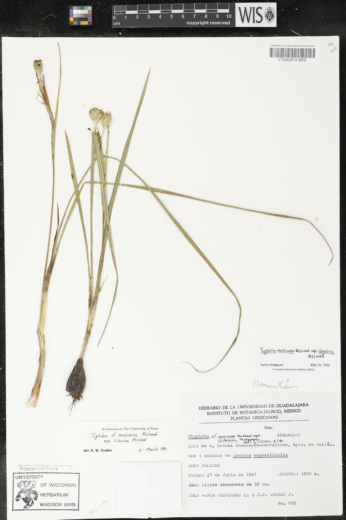 Tigridia mexicana subsp. lilacina image