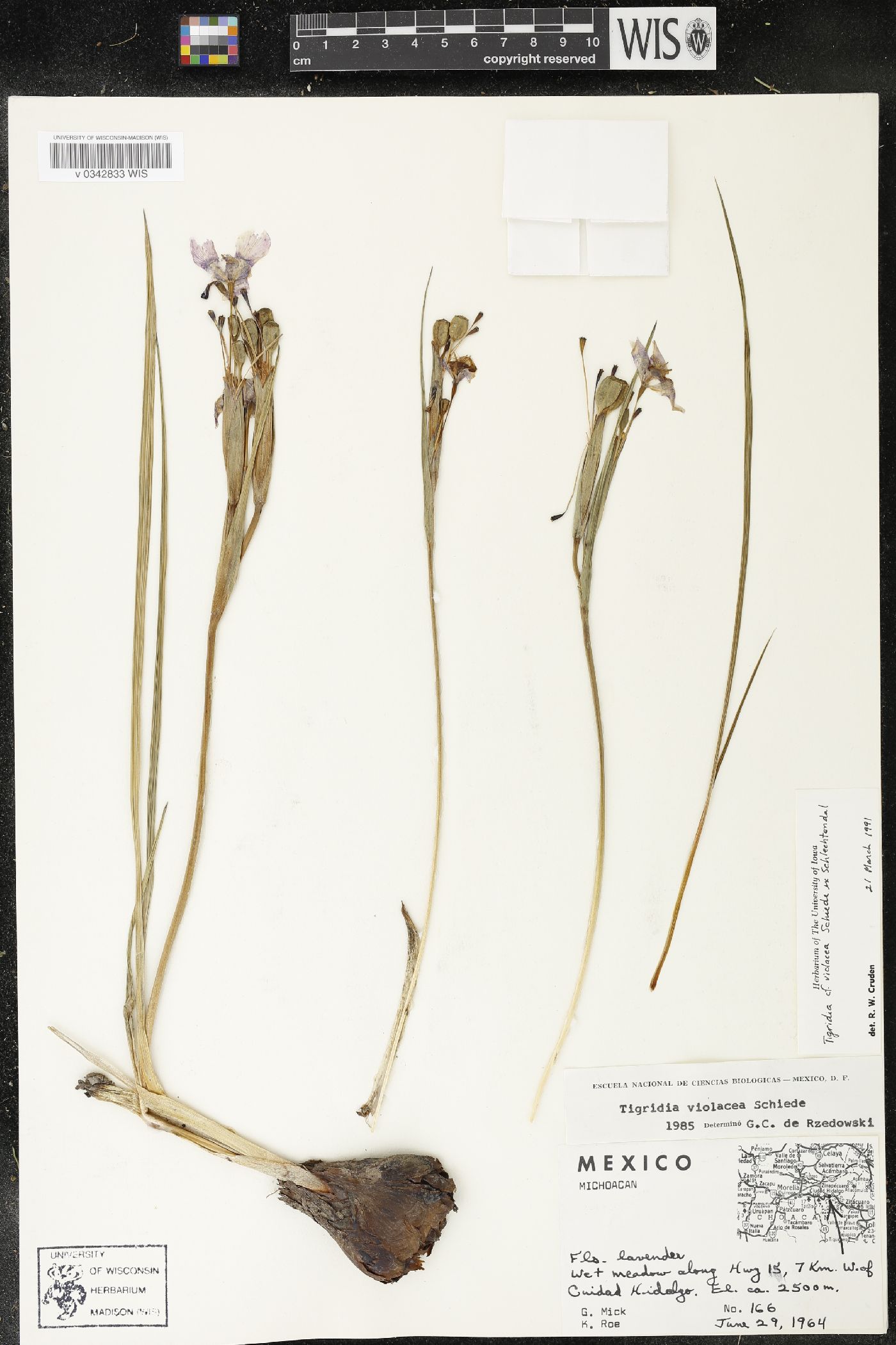Tigridia violacea image
