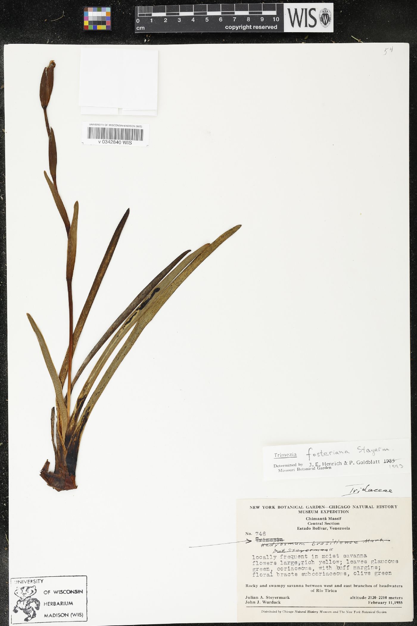 Trimezia fosteriana image
