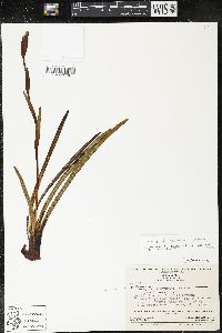 Media resource of Trimezia fosteriana