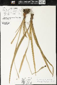 Trimezia martinicensis image
