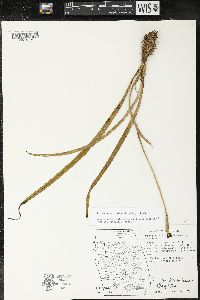 Trimezia martinicensis image