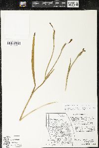 Trimezia martinicensis image