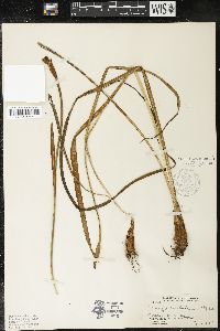 Trimezia martinicensis image