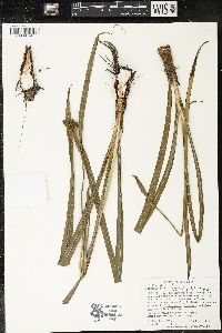Trimezia martinicensis image