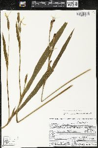 Trimezia steyermarkii image