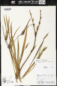 Trimezia steyermarkii image