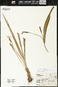 Trimezia steyermarkii image