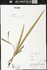 Trimezia steyermarkii image
