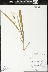 Trimezia steyermarkii image
