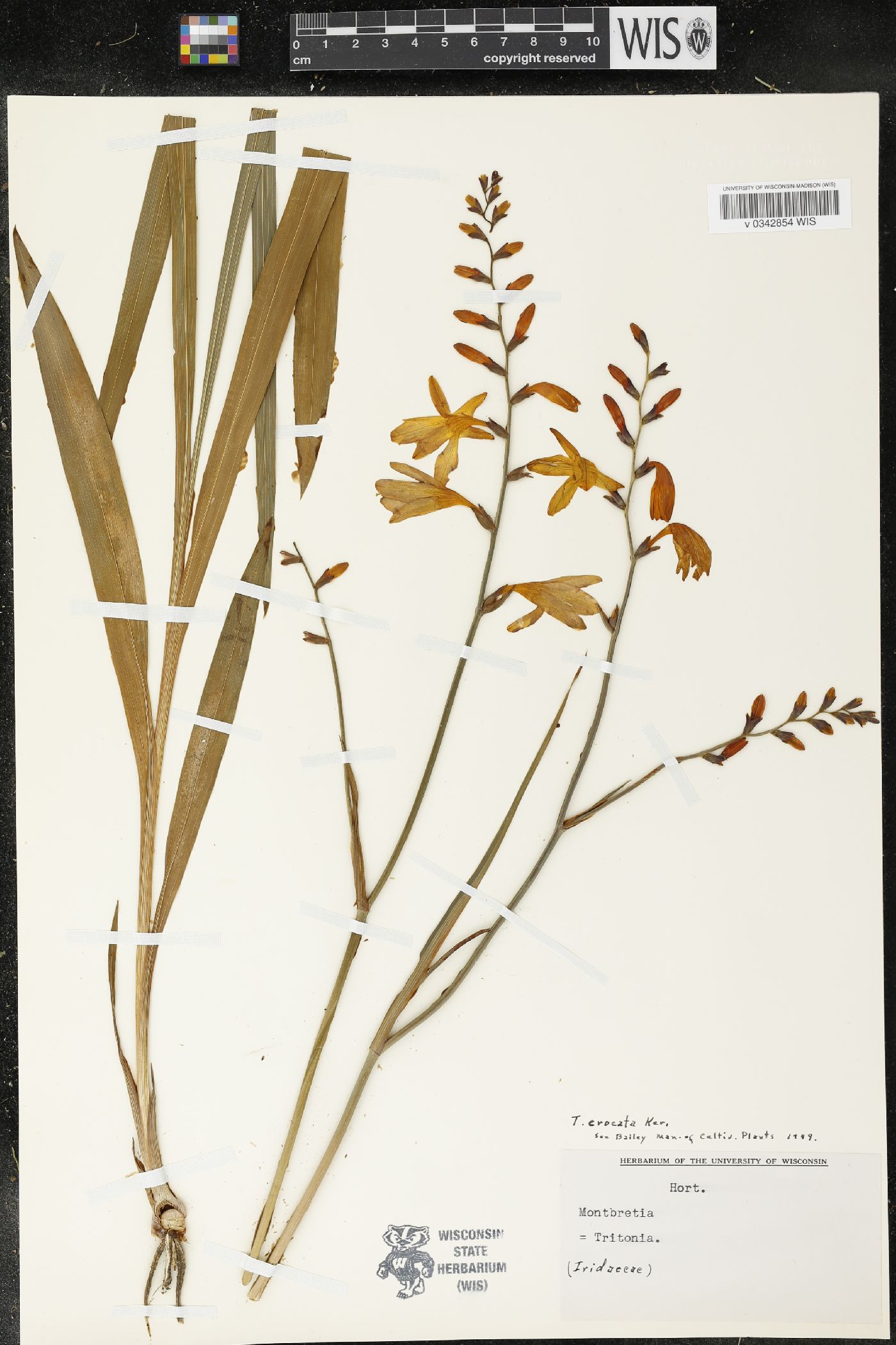 Tritonia crocata image