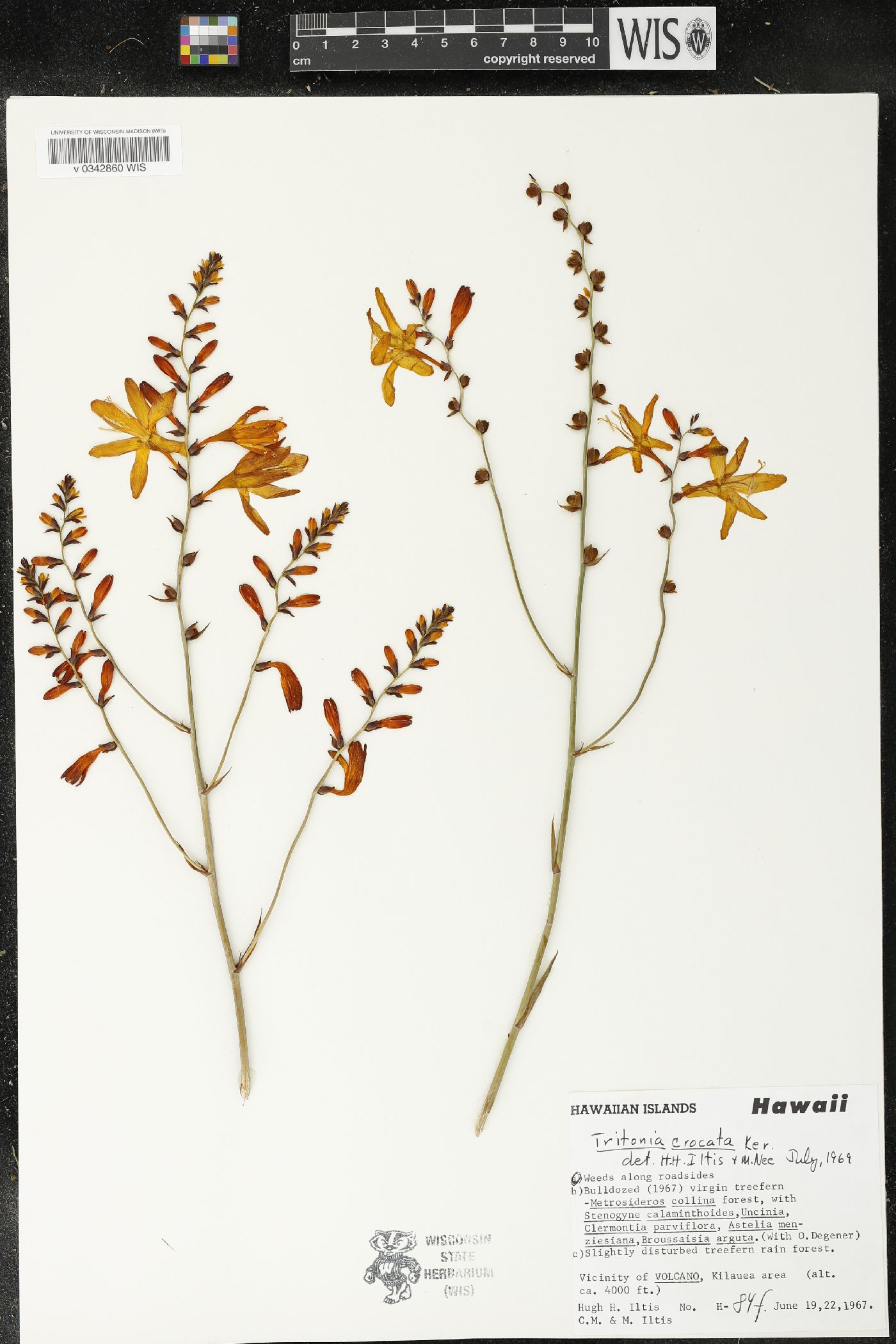 Tritonia crocata image