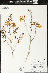 Tritonia crocata image