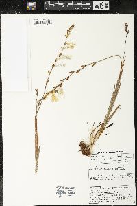 Tritonia gladiolaris image