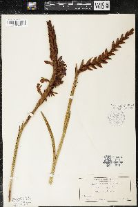 Watsonia densiflora image