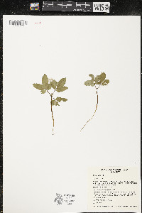 Panax trifolius image