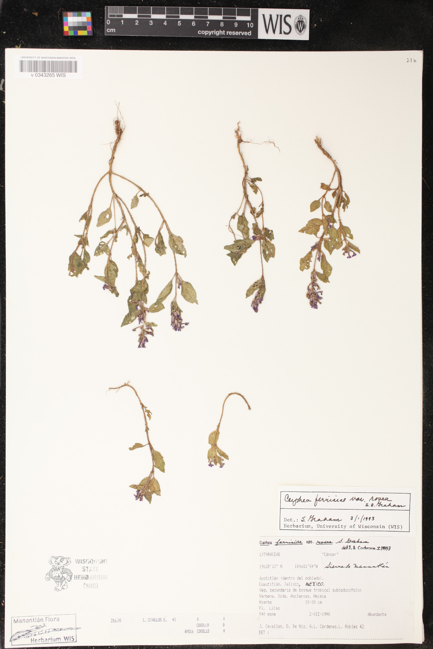 Cuphea ferrisiae image