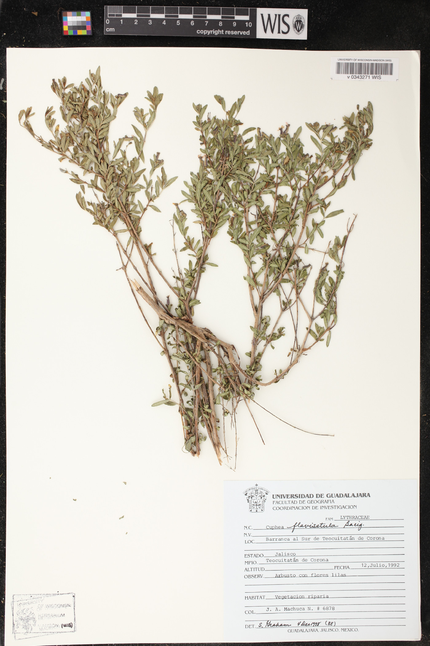 Cuphea flavisetula image