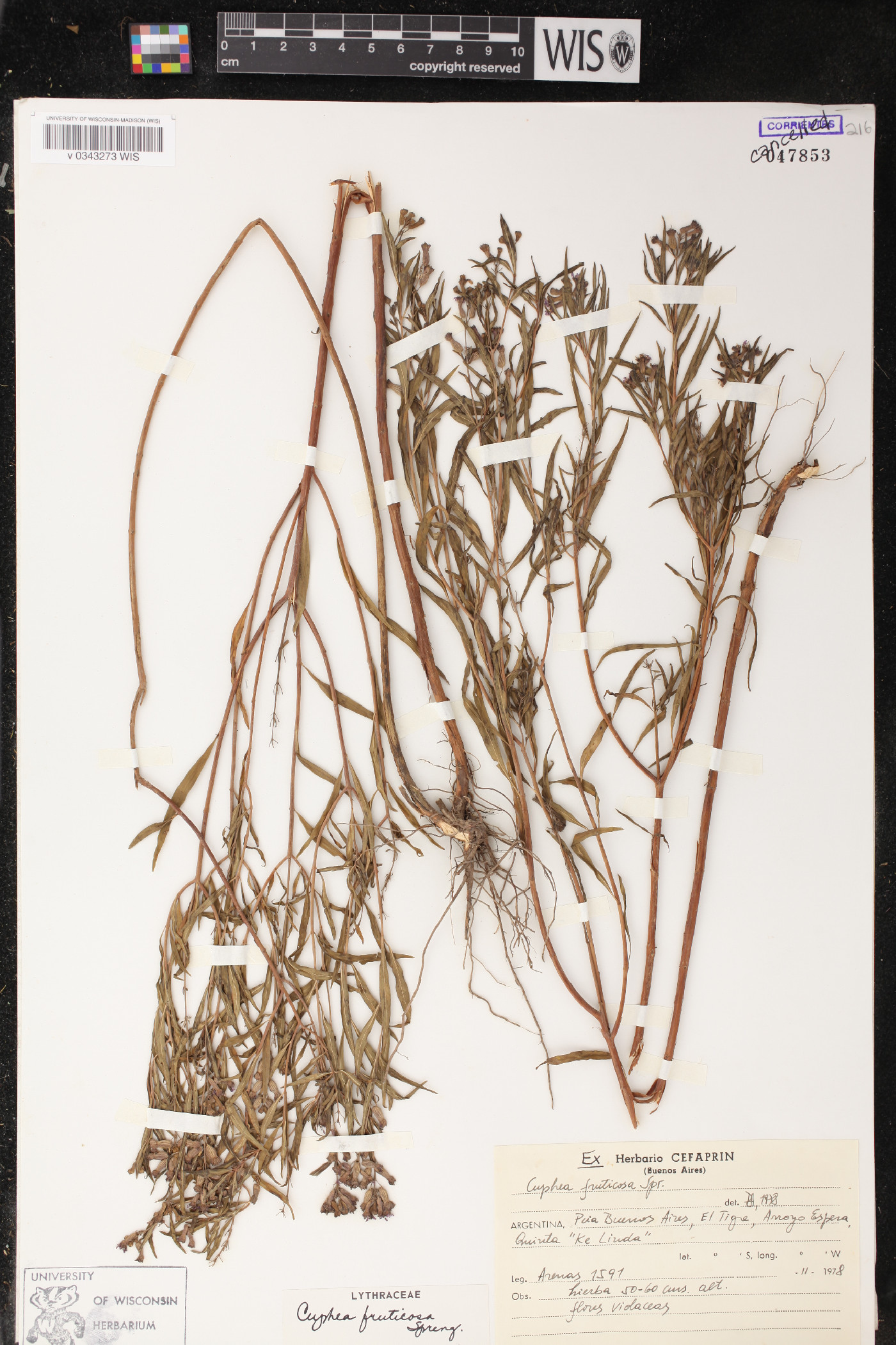 Cuphea fruticosa image