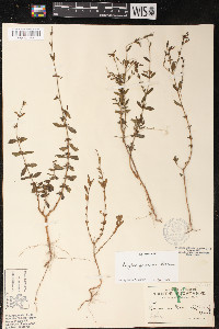 Cuphea gaumeri image