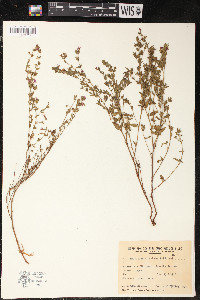 Cuphea glutinosa image