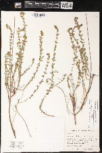 Lythrum gracile image