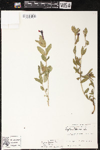 Cuphea llavea image