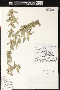 Cuphea llavea image
