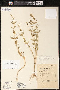 Cuphea mimuloides image