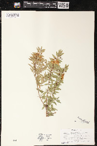 Decodon verticillatus var. laevigatus image