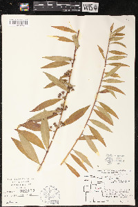 Decodon verticillatus image