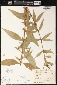 Decodon verticillatus image