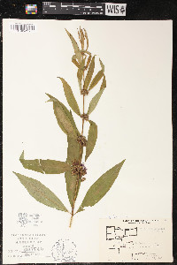 Decodon verticillatus image