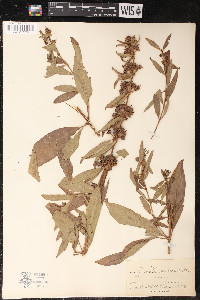 Decodon verticillatus image