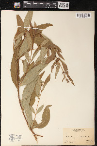 Decodon verticillatus image