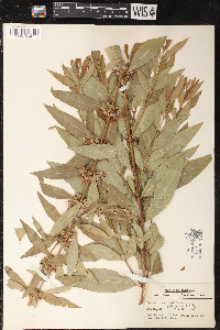 Decodon verticillatus image