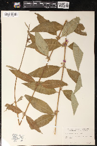 Decodon verticillatus image