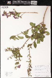 Lagerstroemia indica image