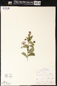 Lagerstroemia indica image
