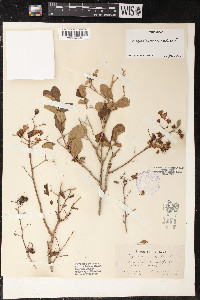 Lagerstroemia indica image