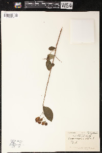 Lagerstroemia indica image