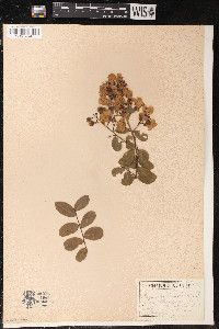 Lagerstroemia indica image