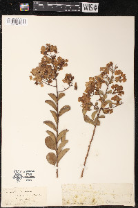 Lagerstroemia indica image