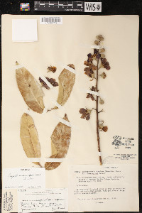 Lagerstroemia speciosa image