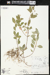 Cuphea racemosa image