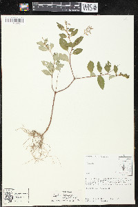 Cuphea racemosa image